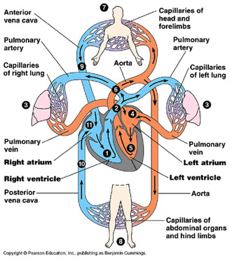 Function - The Respiratory System